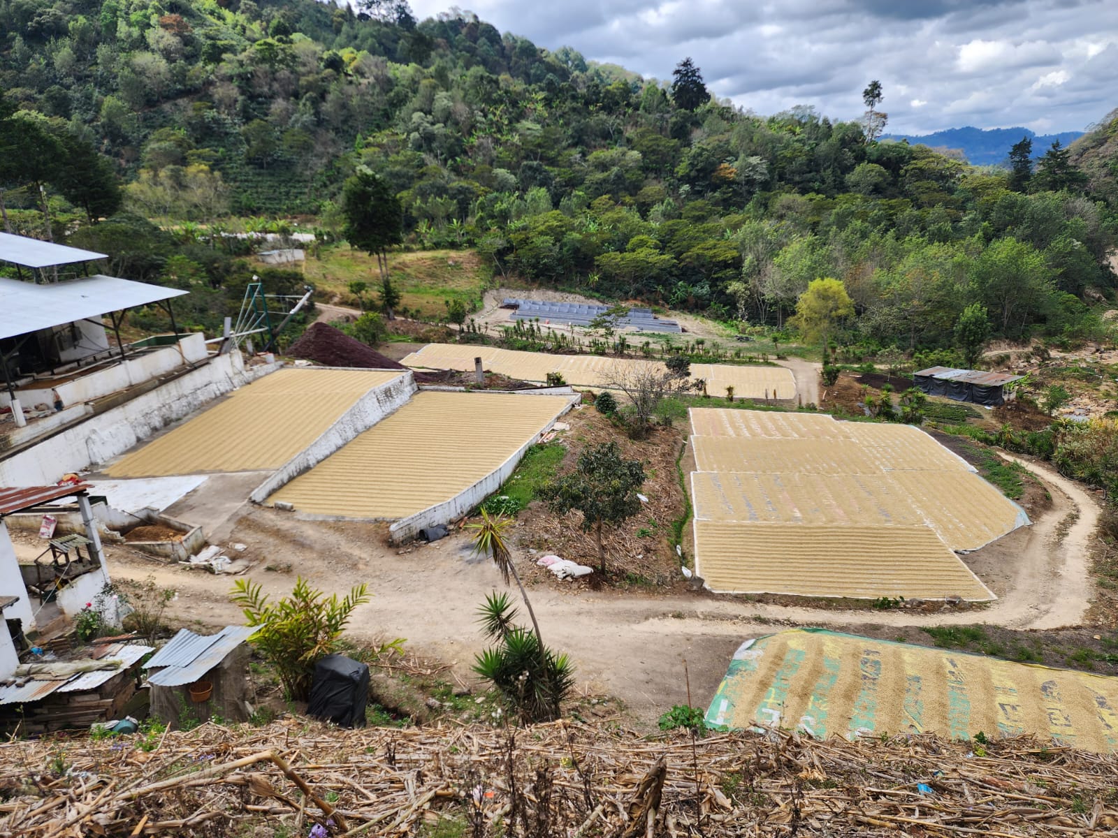 GUATEMALA FINCA LAS BRISAS 250G