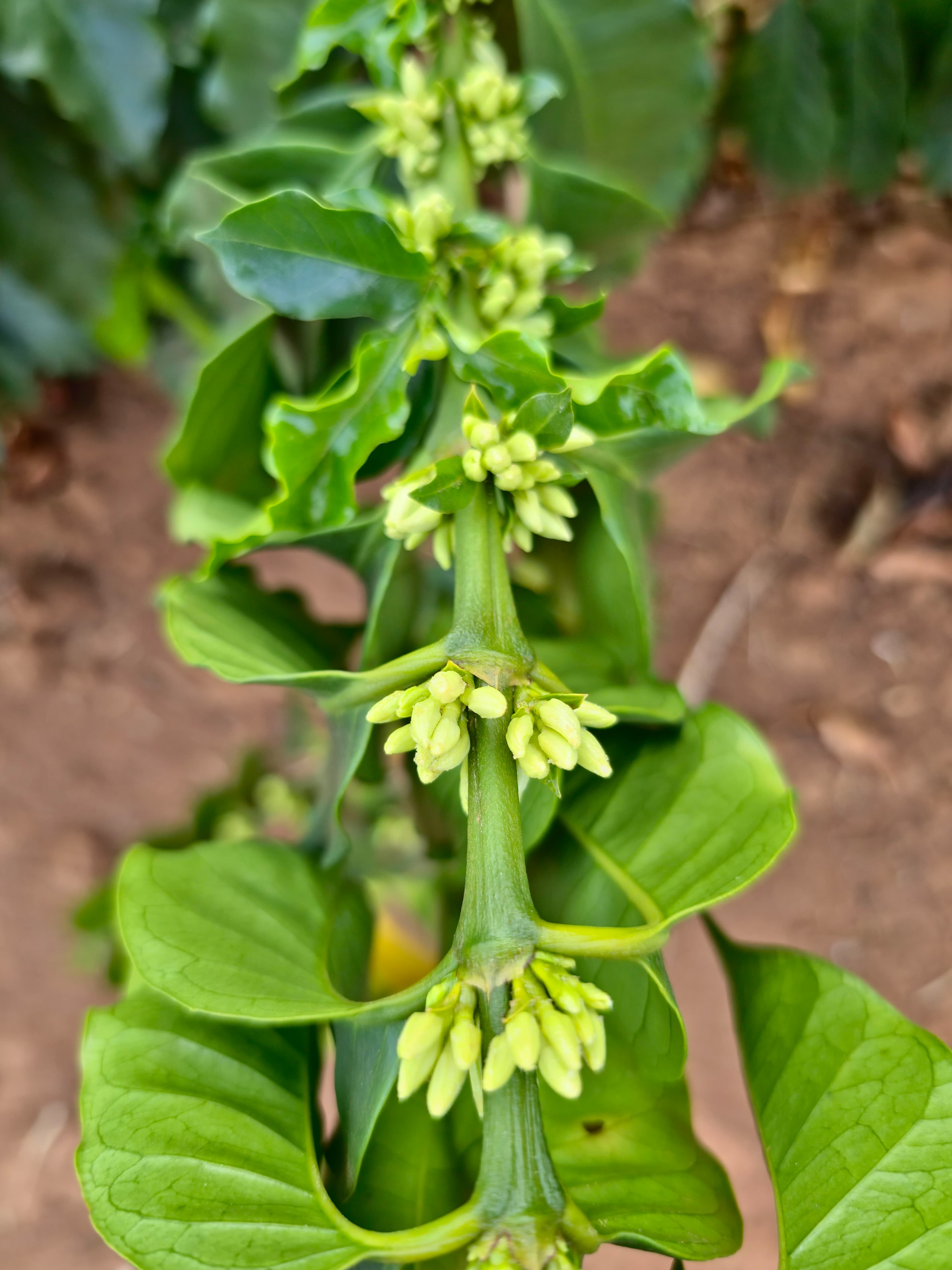 BRAZILIA FAZENDA GUARIROBA RED CATUAI 1KG