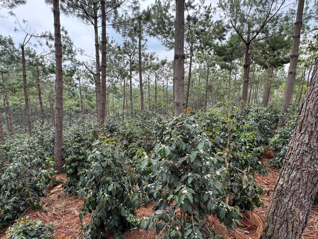 GUATEMALA GEISHA SAN JOSE OCANA 250G