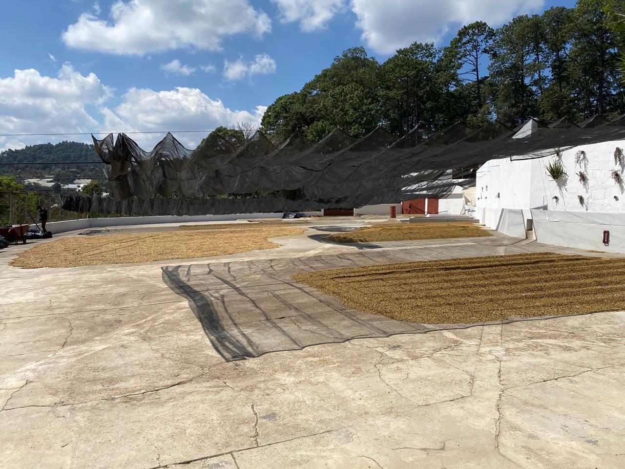 GUATEMALA GEISHA SAN JOSE OCANA 250G