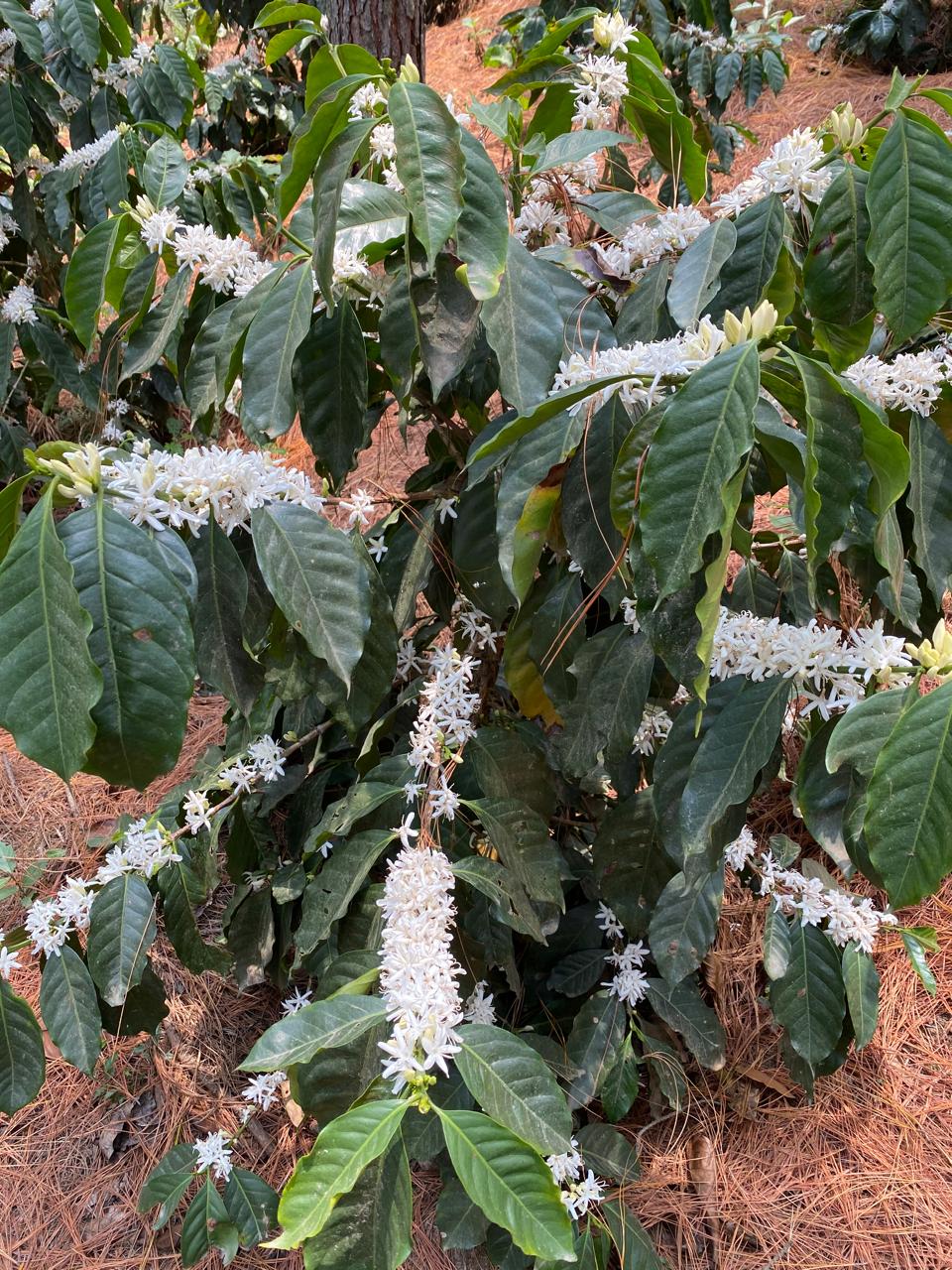 GUATEMALA GEISHA SAN JOSE OCANA 1KG