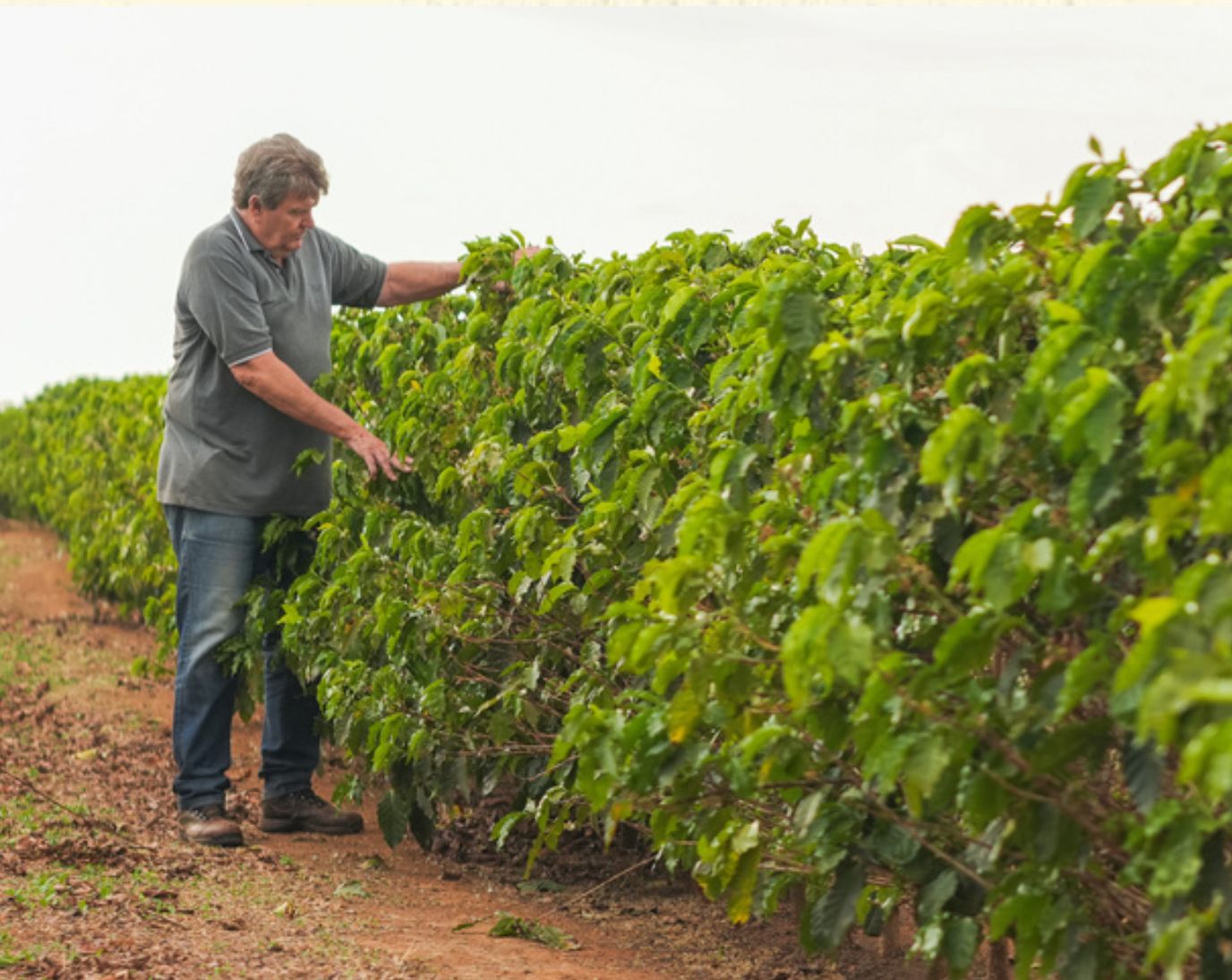 BRAZIL BOSSA NOVA 1KG