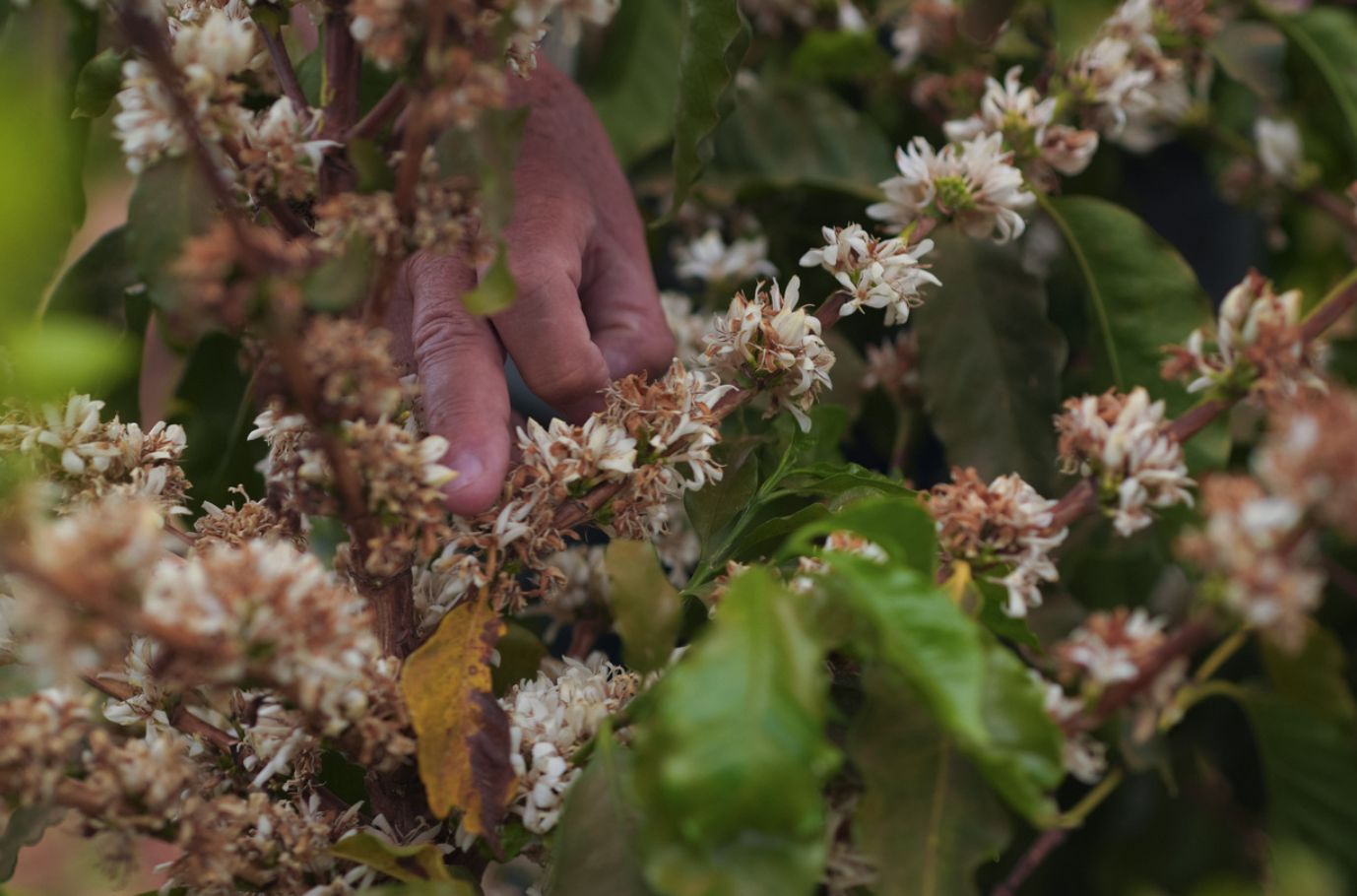 BRAZIL BOSSA NOVA 1KG