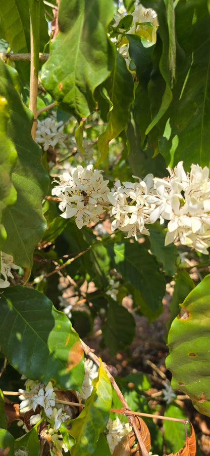 BRAZILIA FAZENDA GUARIROBA TOPAZIO 1KG