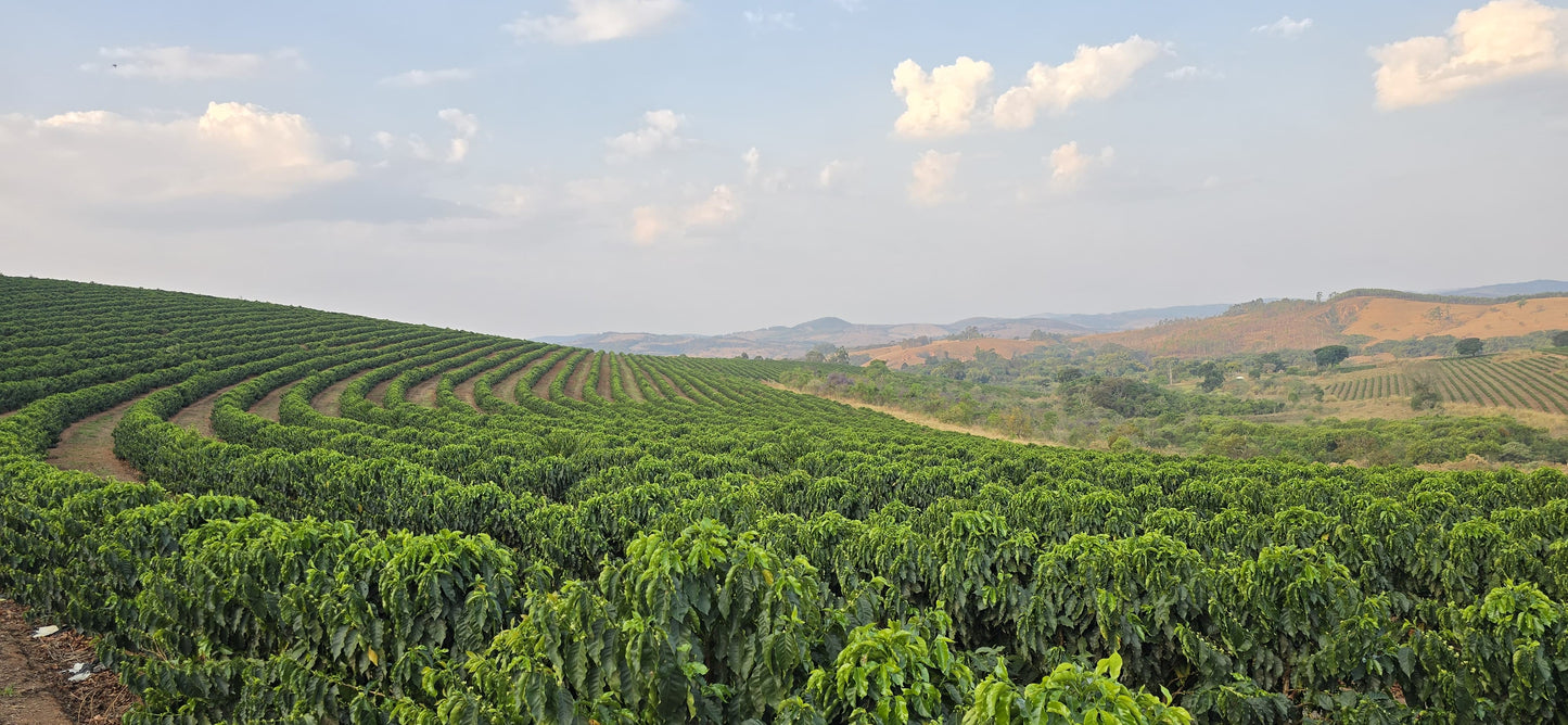 BRAZILIA FAZENDA GUARIROBA TOPAZIO 1KG