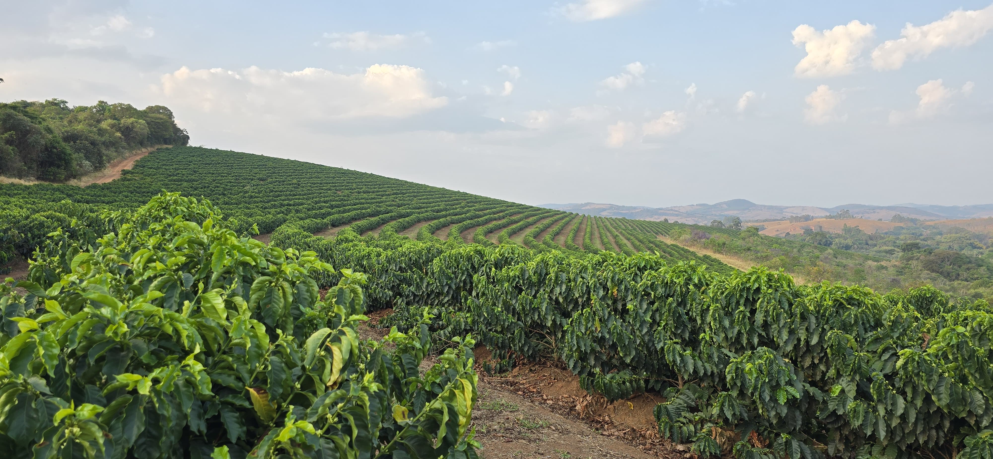 BRAZILIA FAZENDA GUARIROBA RED CATUAI 200G