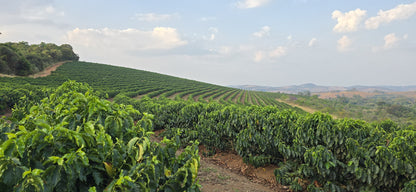 BRAZIL FAZENDA GUARIROBA RED CATUAI 200G