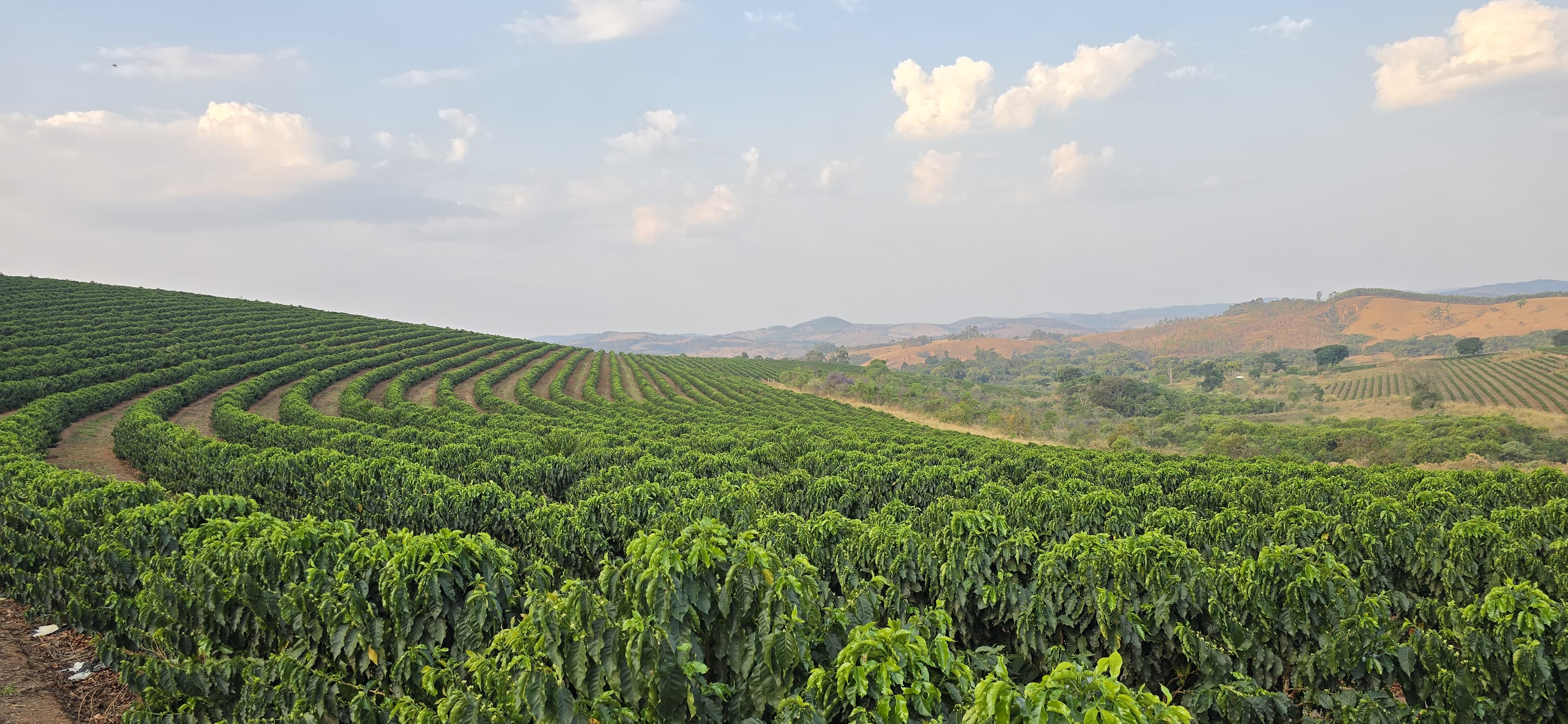 BRAZILIA FAZENDA GUARIROBA RED CATUAI 200G