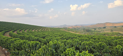 BRAZIL FAZENDA GUARIROBA RED CATUAI 200G