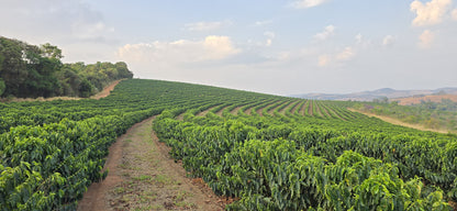 BRAZILIA FAZENDA GUARIROBA TOPAZIO 1KG