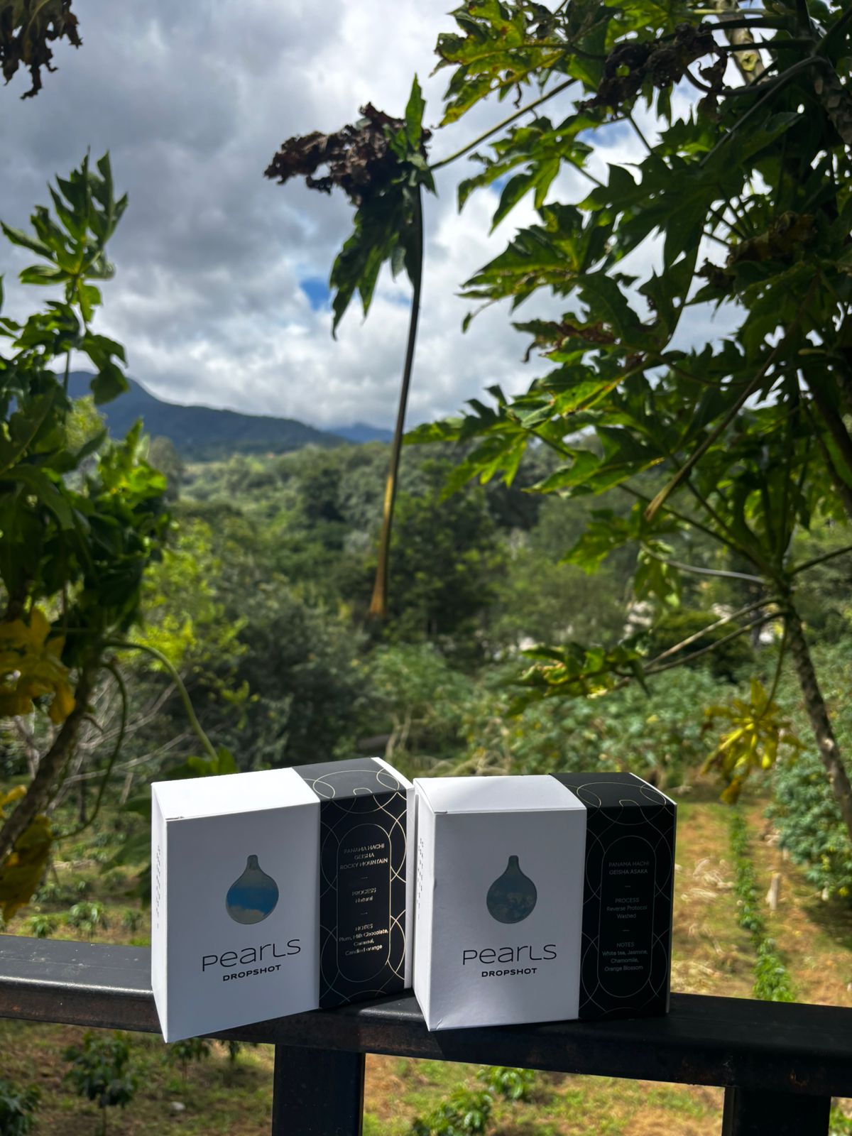 PANAMA HACHI GEISHA ROCKY MOUNTAIN 125G