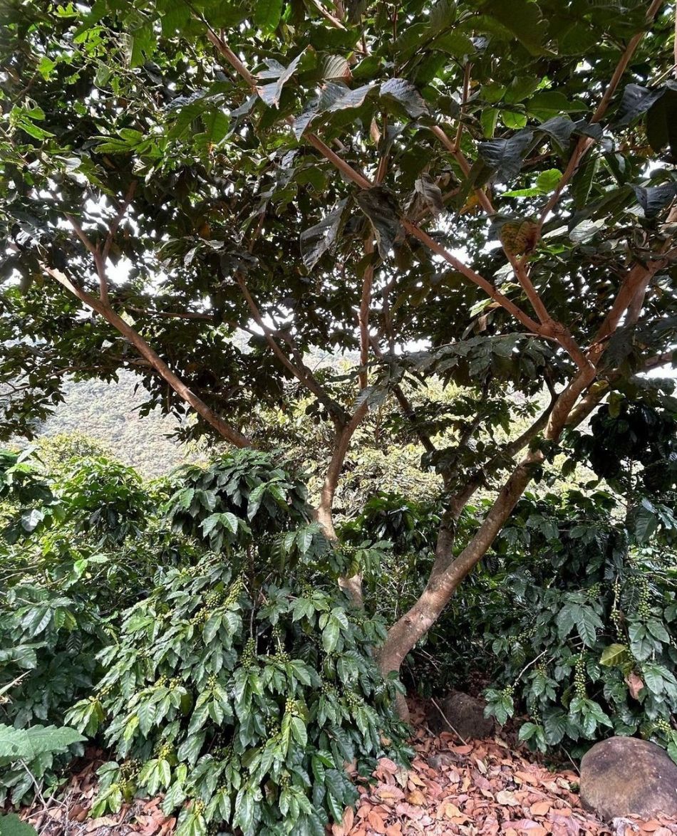 GUATEMALA LA COLINA GEISHA 250G
