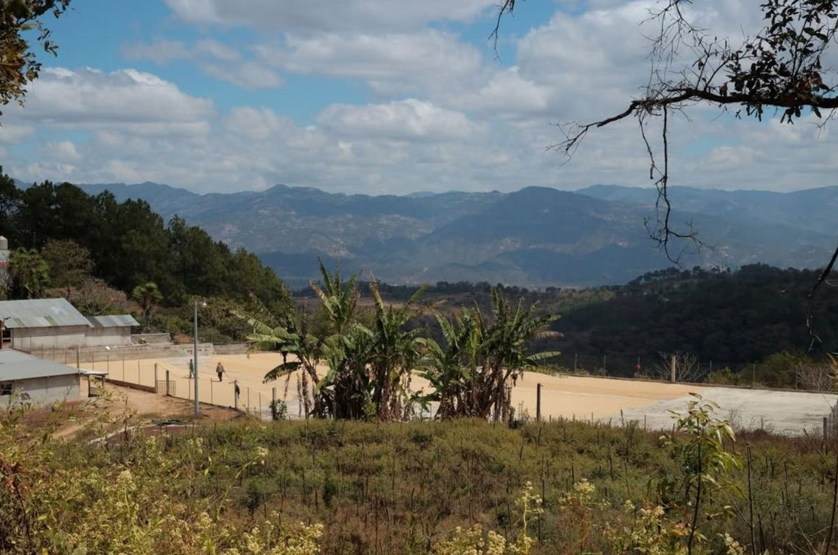 GUATEMALA LA COLINA GEISHA 250G