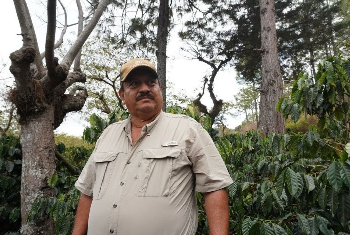GUATEMALA LA COLINA GEISHA 250G