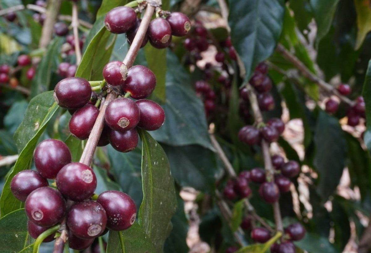GUATEMALA LA COLINA GEISHA 1kg
