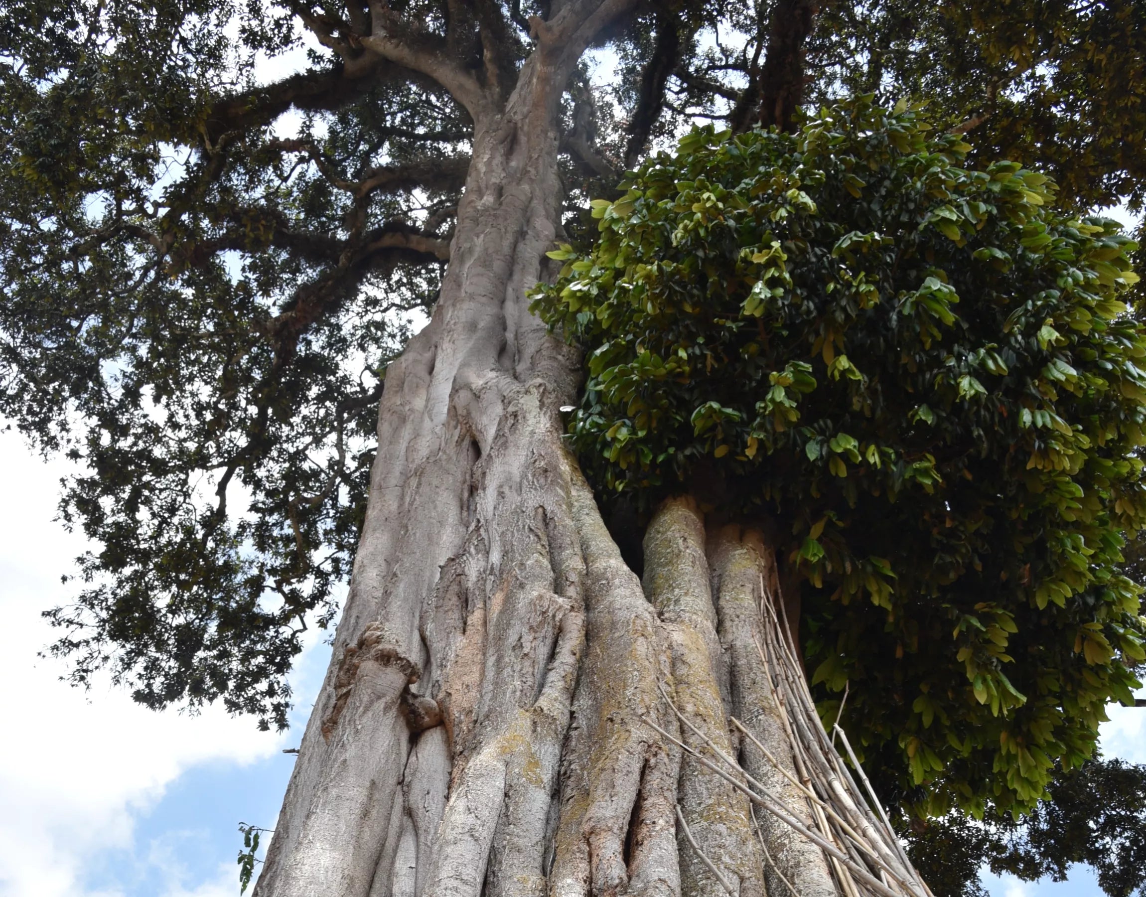 ETIOPIA BANKO CHELCHELE 250G