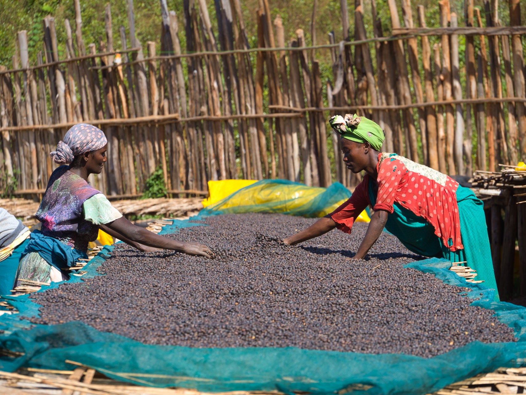 ETHIOPIA GUJI SHAKISO 1KG