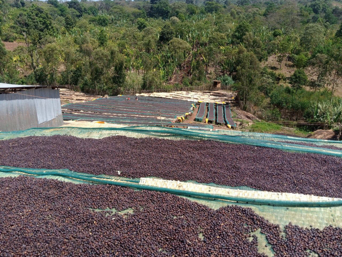 ETIOPIA GARGARI GUTITY AMBER 200G