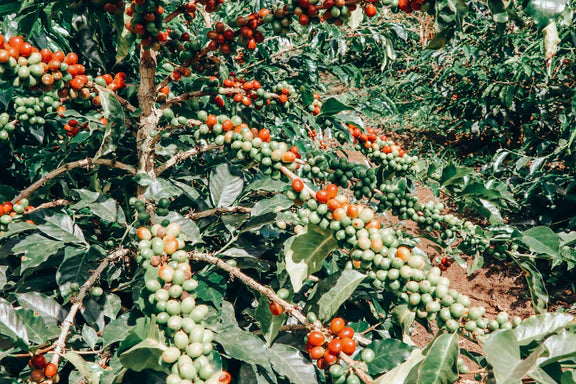 COLUMBIA TIRAMISU CAKE 250G