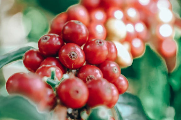 COLUMBIA TIRAMISU CAKE 250G