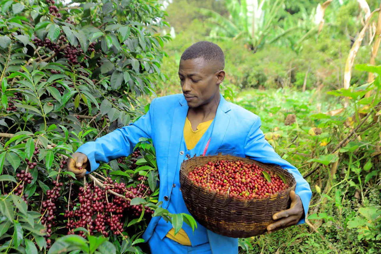 ETHIOPIA BANKO CHELCHELE 1KG