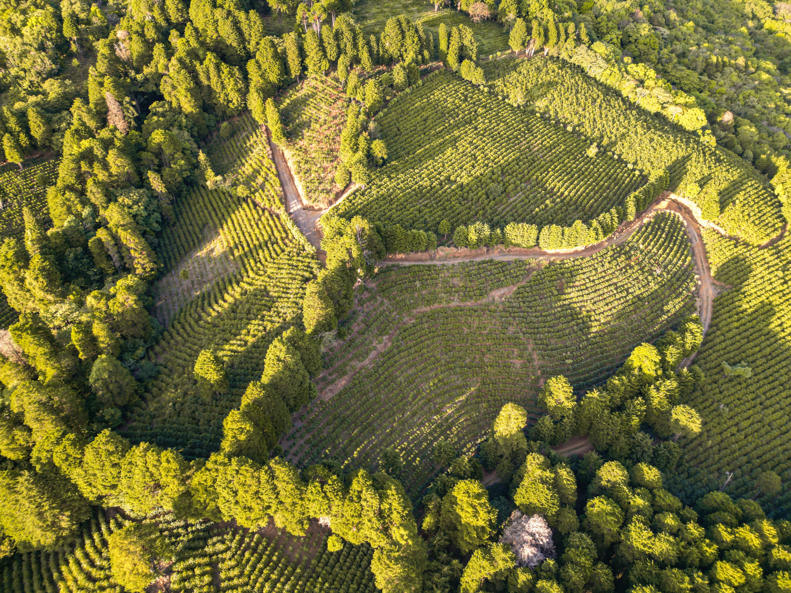 COSTA RICA GEISHA RED HONEY ALEJO CASTRO 200G