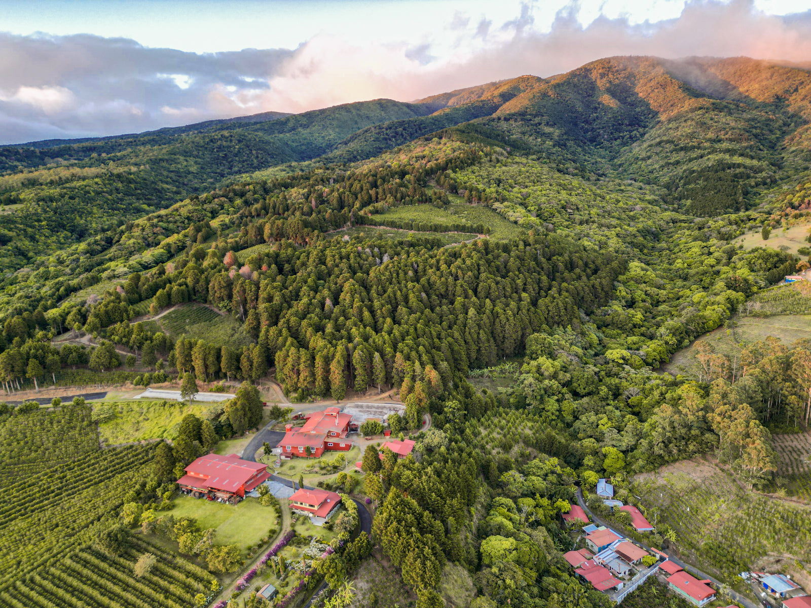 COSTA RICA GEISHA RED HONEY ALEJO CASTRO 200G