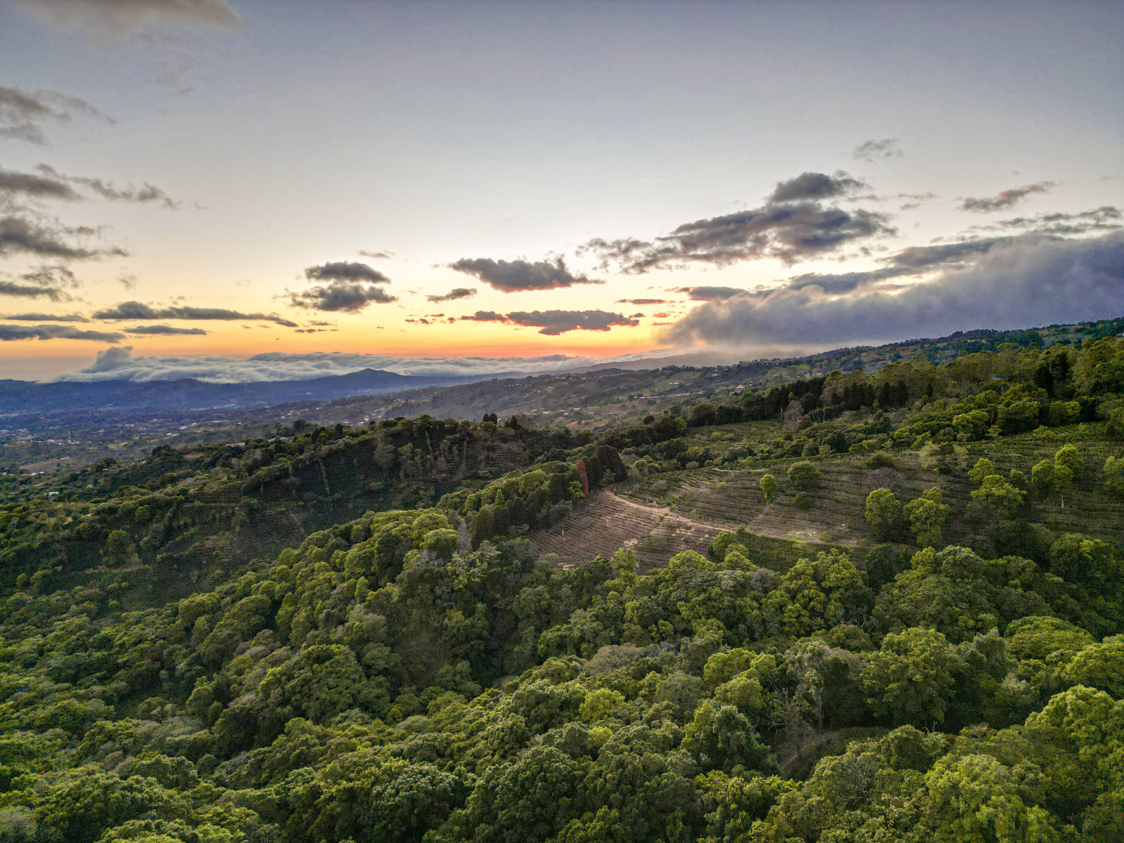 COSTA RICA GEISHA RED HONEY ALEJO CASTRO 200G