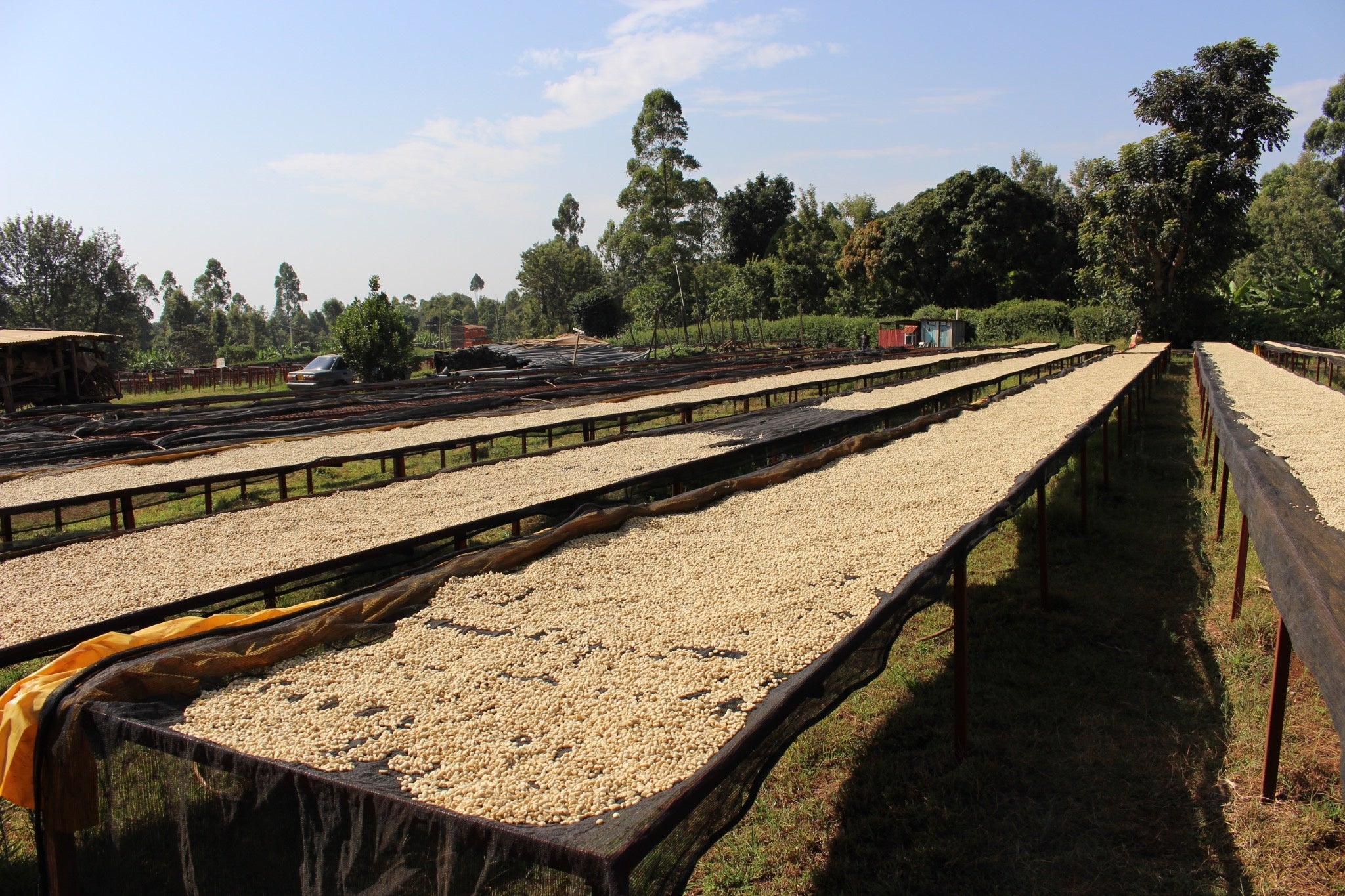 KENYA KAGUMO NATURAL 250G