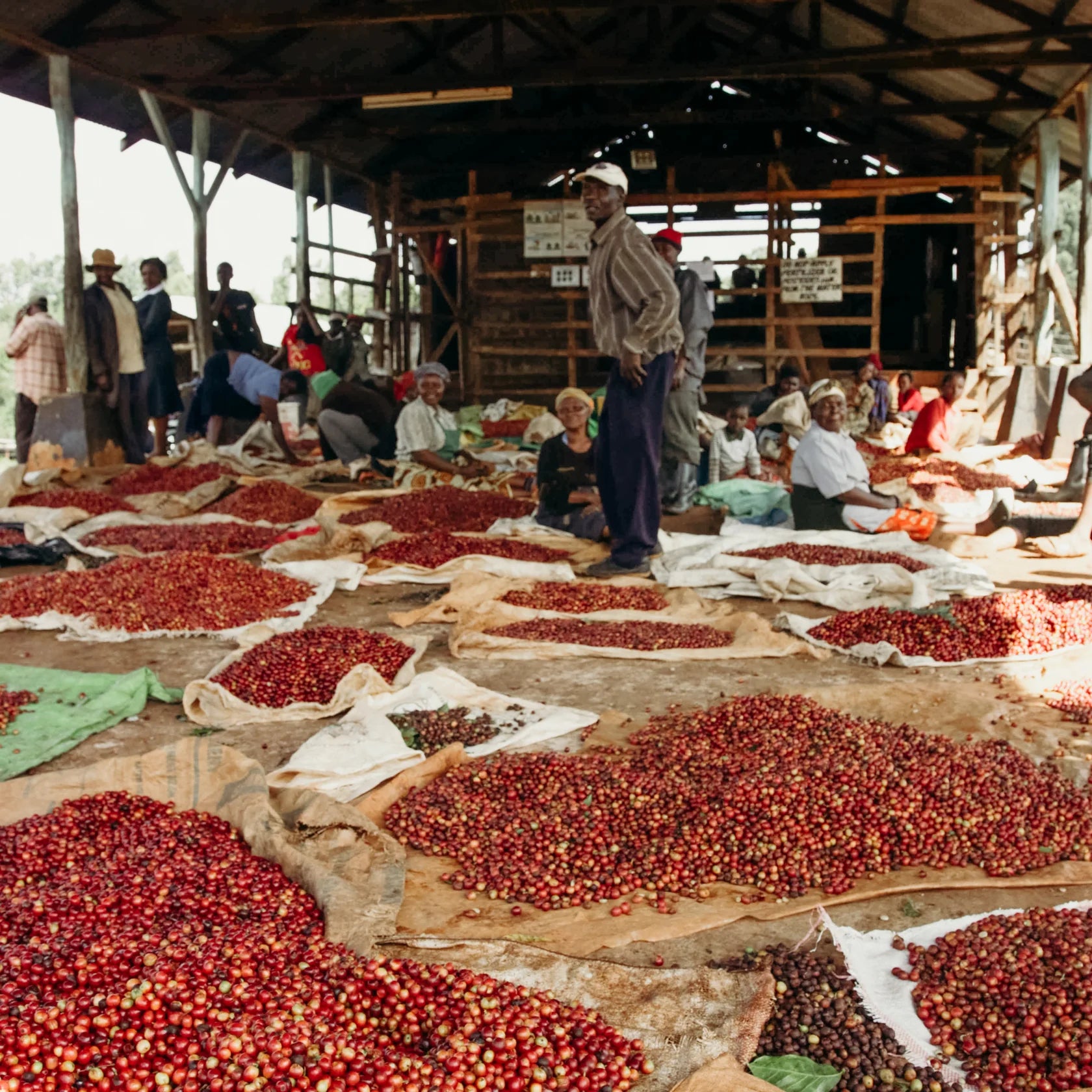 KENYA KARIMI BERGAMORA 250G
