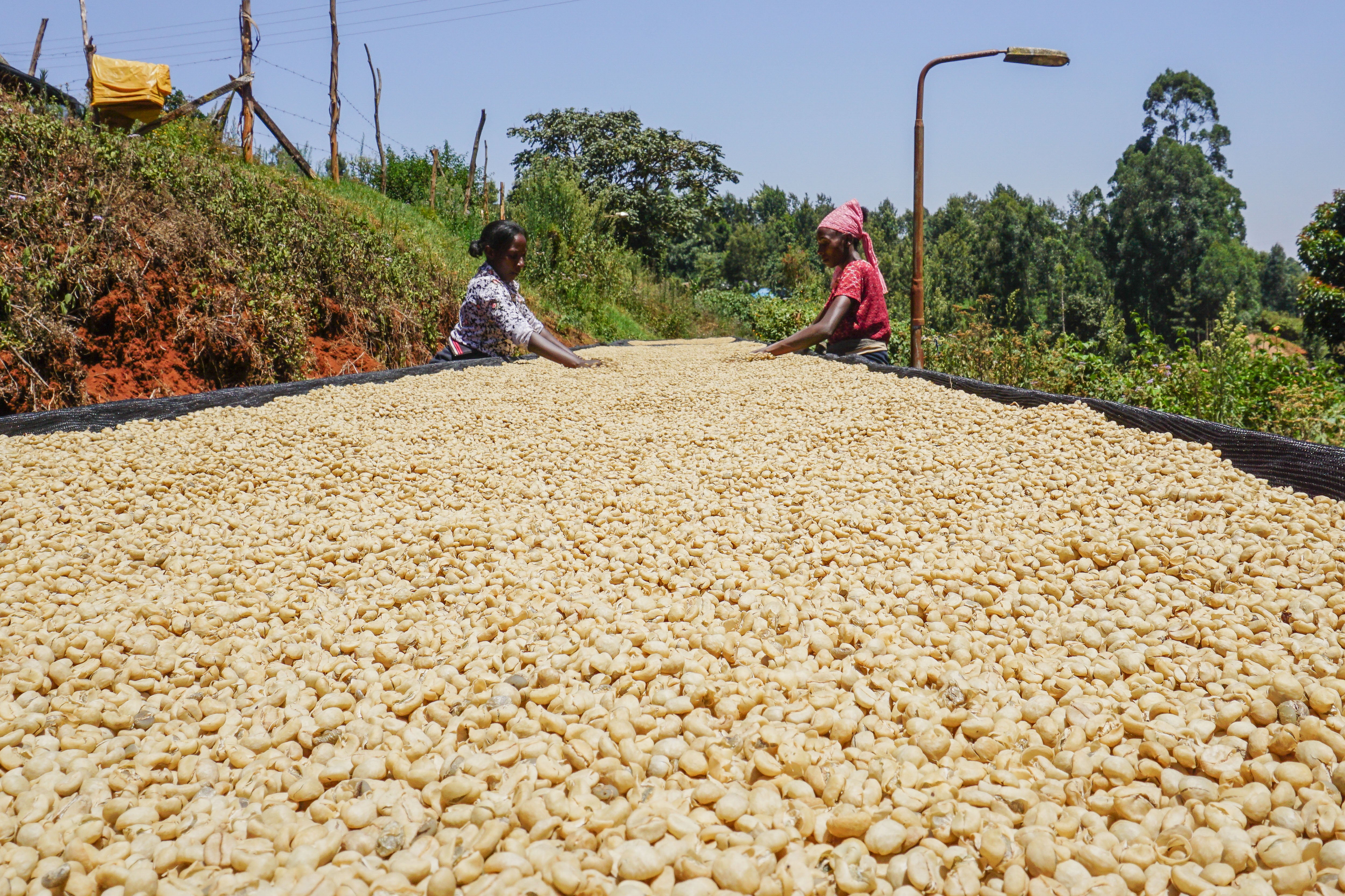 KENYA KARIMI BERGAMORA 250G