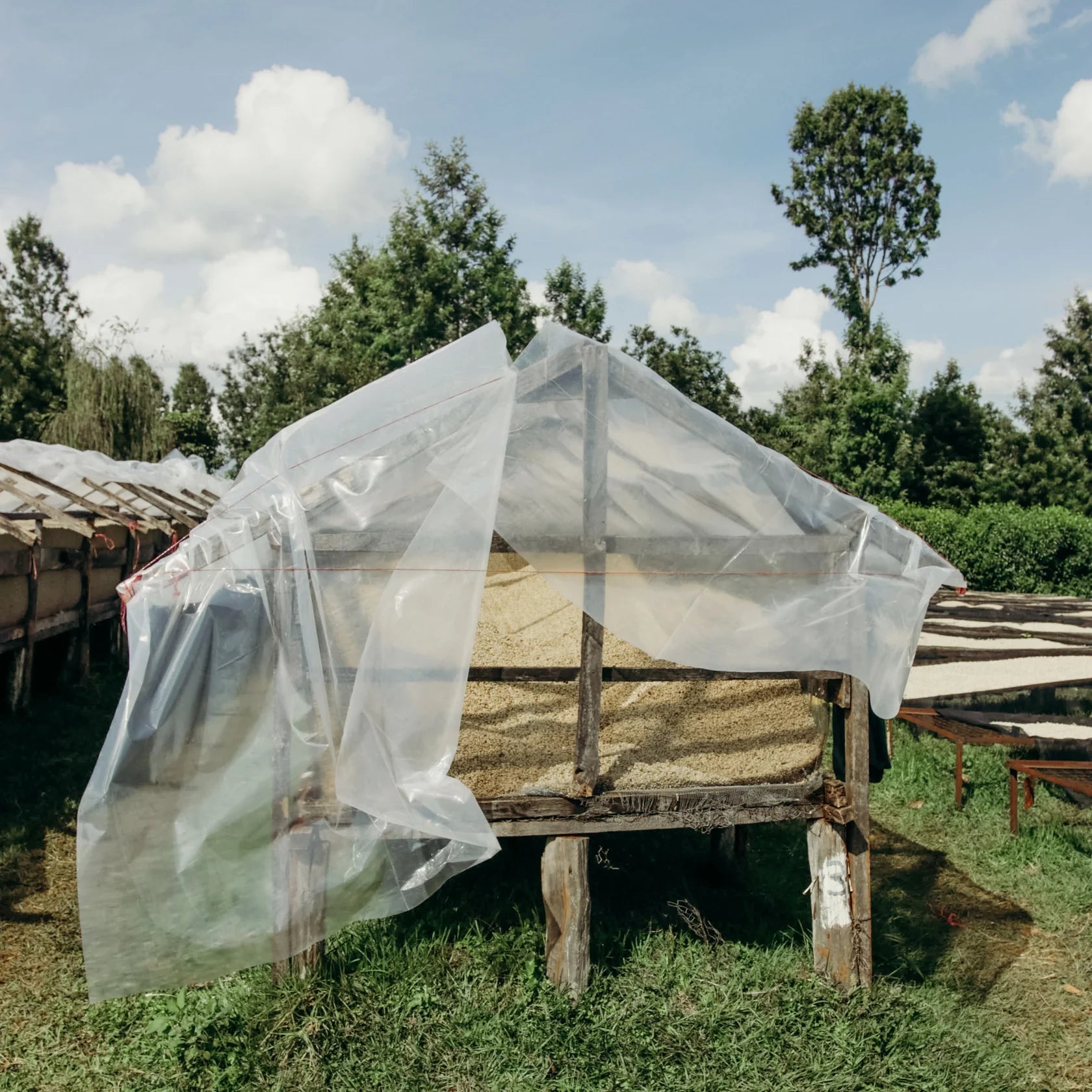 KENYA KARIMI BERGAMORA 250G