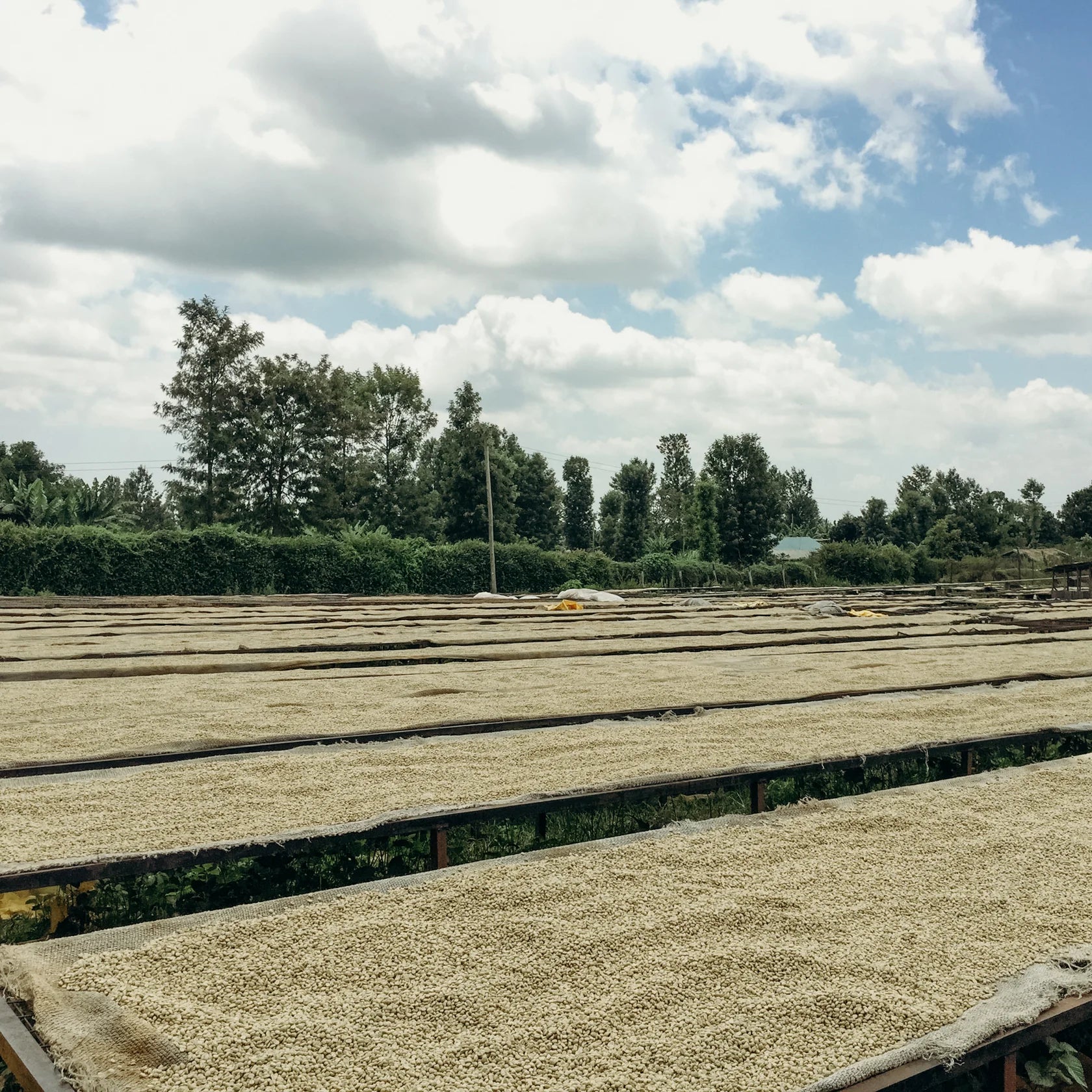 KENYA KARIMI BERGAMORA 250G