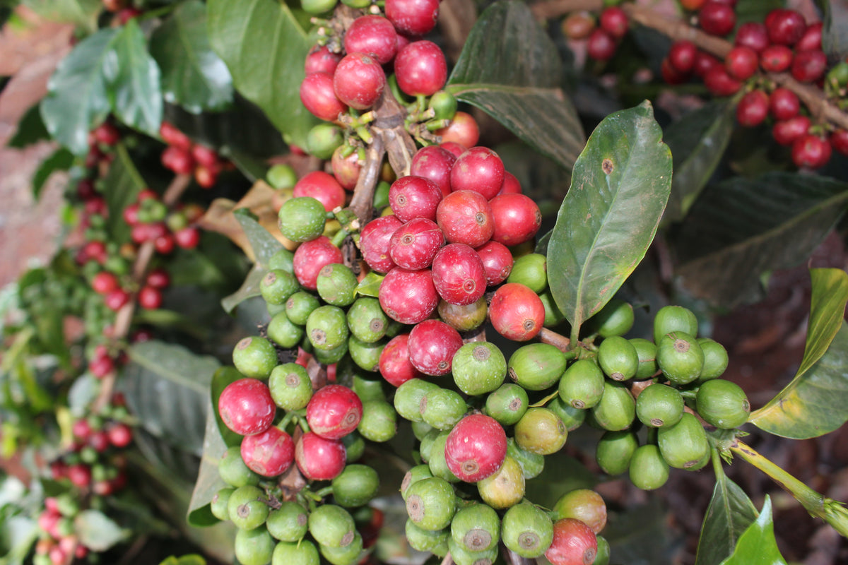 KENYA TEGU NECTAROSA 250G