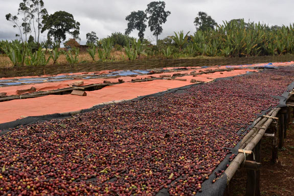 ETHIOPIA ODO SHAKISO 250g