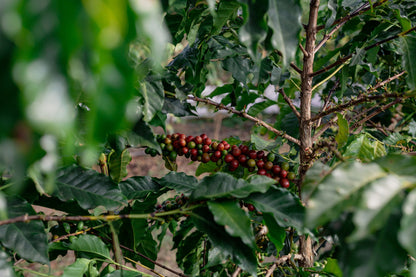 BRAZILIA FAZENDA SAO DOMINGO 1KG