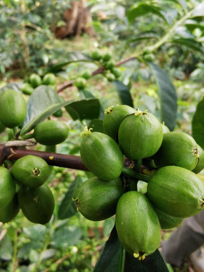 ETHIOPIA HAMBELLA DEGFA