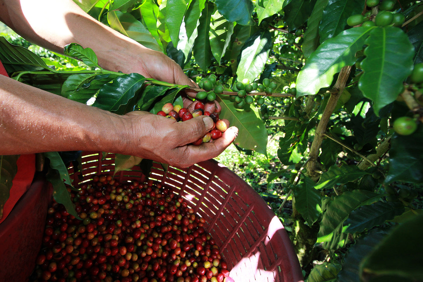 PANAMA BARU BLACK MOUNTAIN 1KG