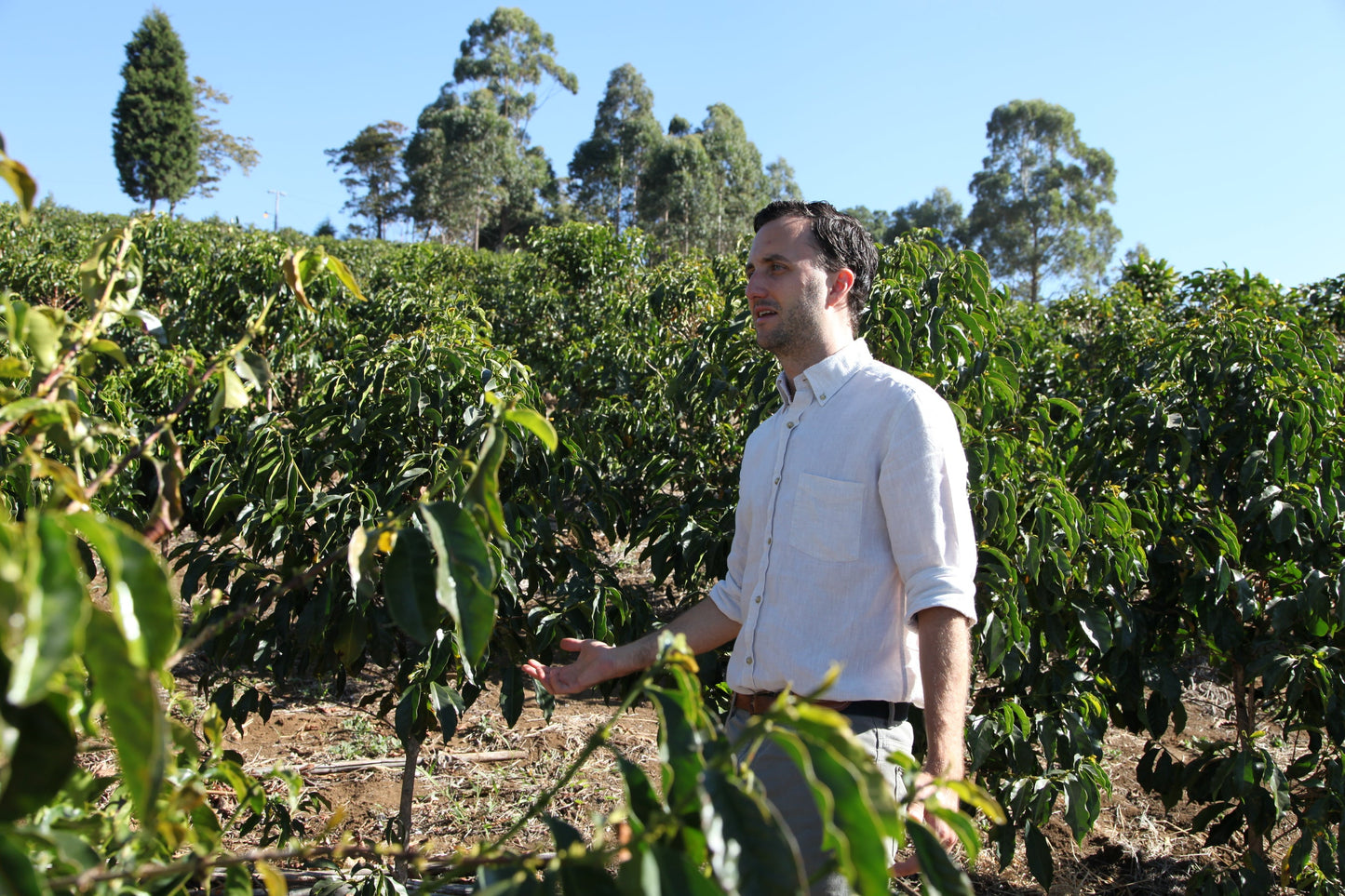 COSTA RICA HACIENDA COLIMA ALEJO CASTRO