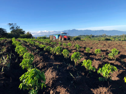 COSTA RICA HACIENDA COLIMA ALEJO CASTRO