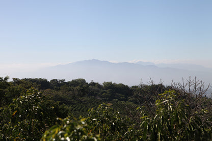 COSTA RICA HACIENDA COLIMA ALEJO CASTRO