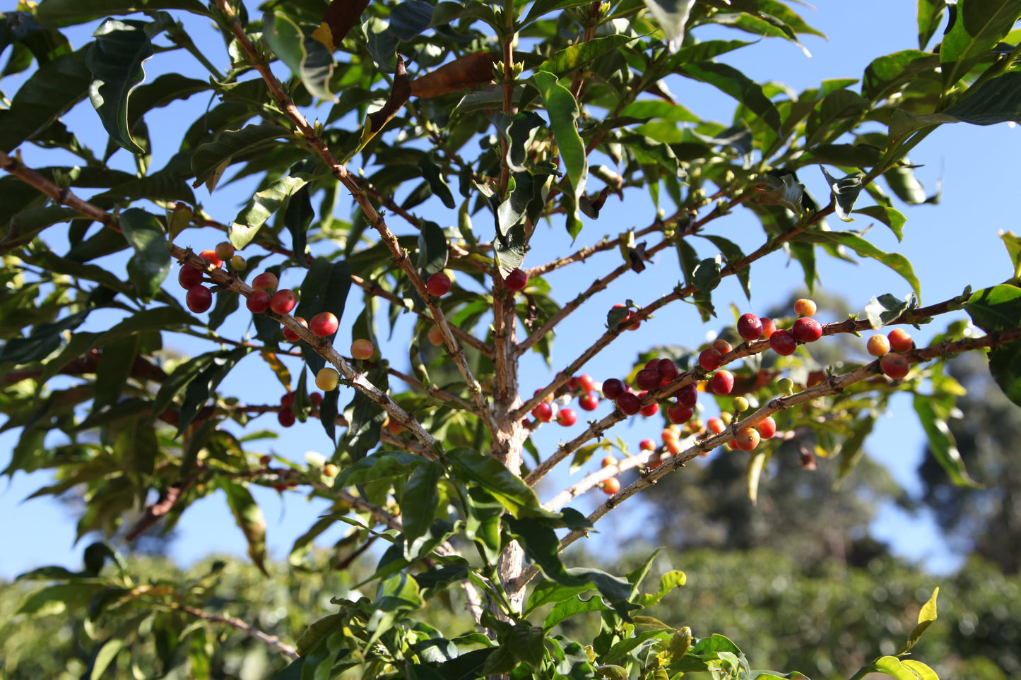 COSTA RICA HACIENDA COLIMA ALEJO CASTRO