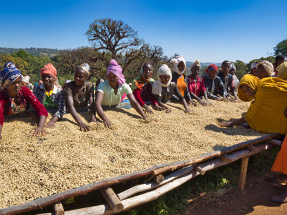 ETHIOPIA ANASORA DEGFA NATURAL 1kg - Dropshot Coffee