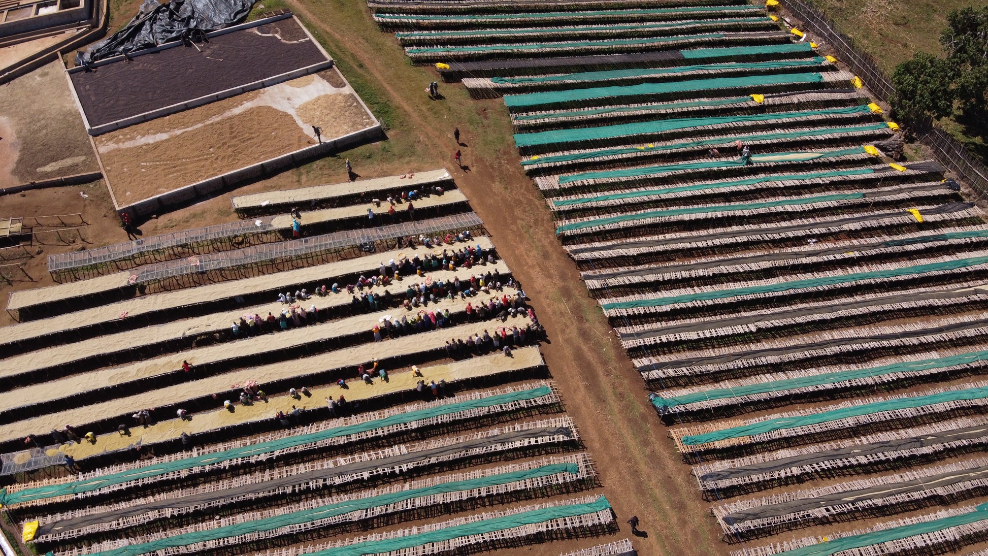 ETHIOPIA ANASORA DEGFA NATURAL 1kg - Dropshot Coffee