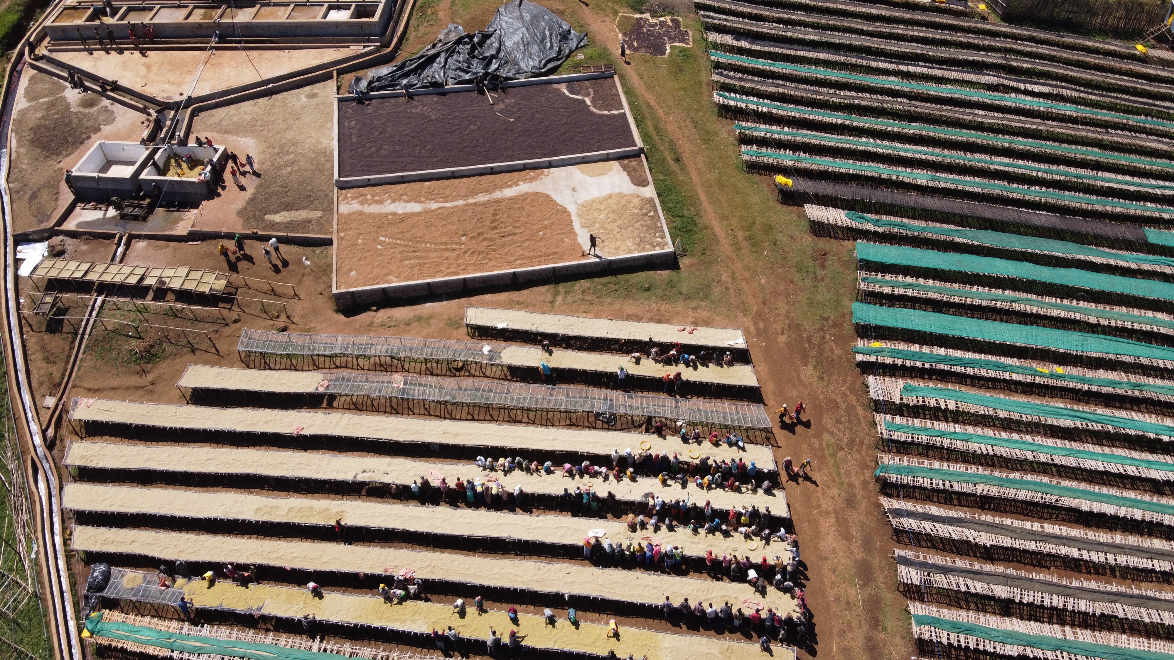 ETHIOPIA ANASORA DEGFA NATURAL 1kg - Dropshot Coffee