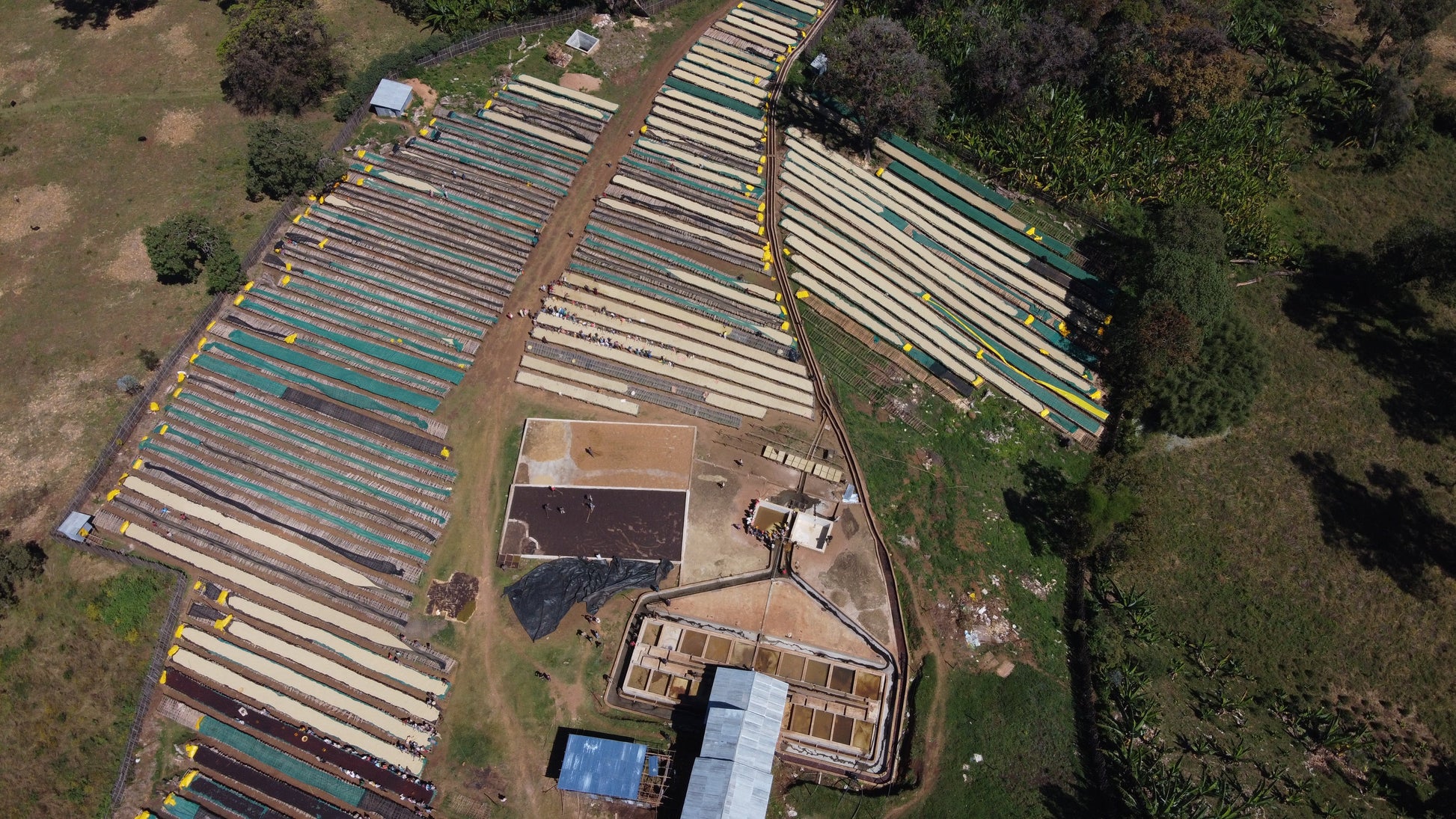 ETHIOPIA ANASORA DEGFA NATURAL 250g - Dropshot Coffee