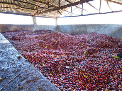 ETHIOPIA ANASORA DEGFA NATURAL 1kg - Dropshot Coffee