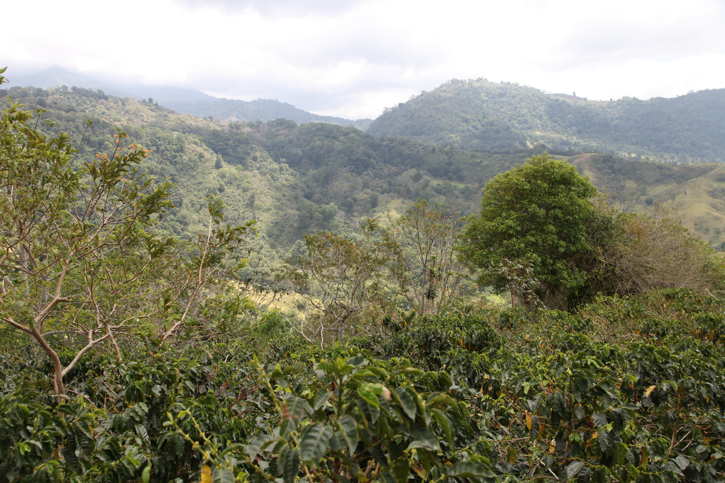 PANAMA BARU BLACK MOUNTAIN 1KG
