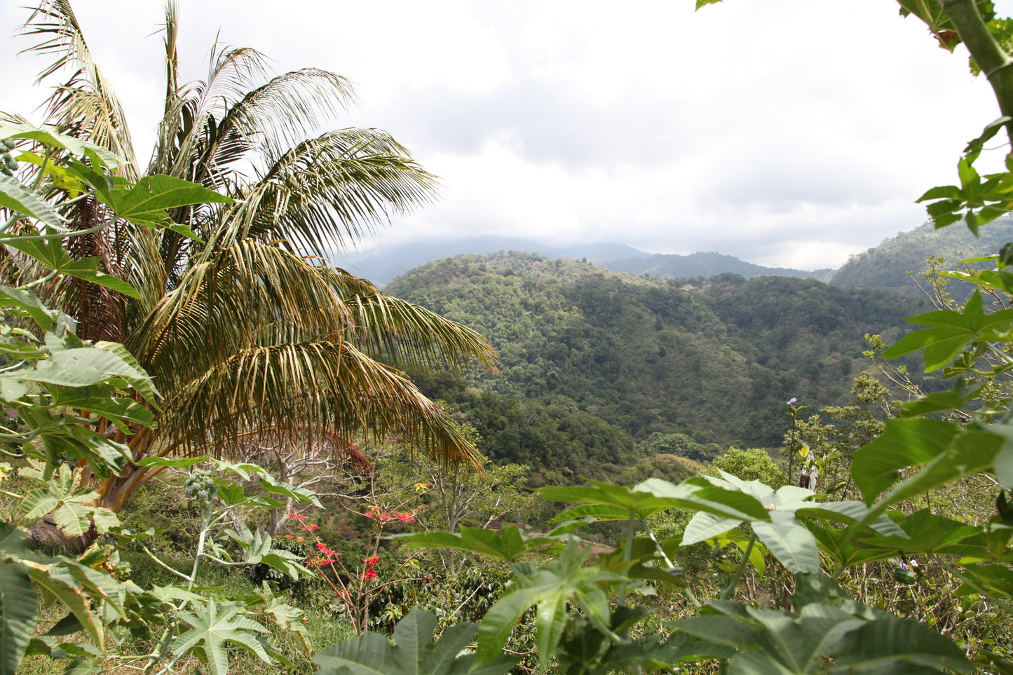PANAMA BARU BLACK MOUNTAIN 1KG