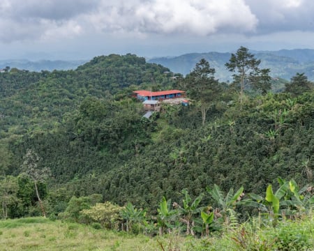 COLUMBIA GUAVA BANANA 250G